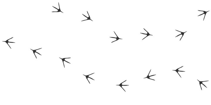 Vector trail print of bird isolated on white background.  Footprint silhouette tracks of Stork. Paw Print. Vector illustration. EPS10.