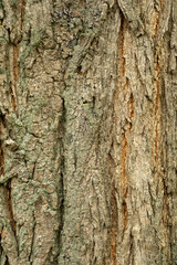 Textured bark of a tree showcasing natural patterns and hues in a forest setting during daytime