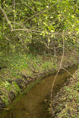 Tranquil creek surrounded by lush greenery on a calm afternoon in a woodland area
