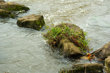 Rocks surrounded by flowing water with plants growing in a natural river setting