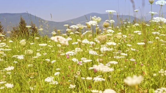A vibrant meadow filled with white and pink wildflowers sways under a clear blue sky, with green grasses and distant mountains creating a peaceful, natural landscape perfect for nature and travel them