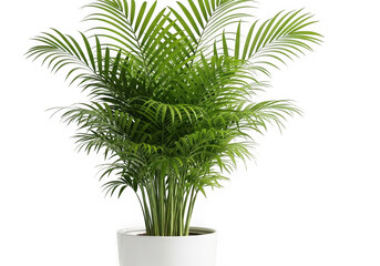Vibrant green areca palm tree in a modern white pot isolated on black isolated on transparent background