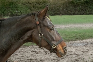 Obraz premium Horse standing near a fence in a lush green field on a sunny day