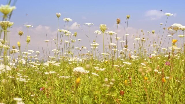 Sunny Meadow Of White And Pink Wildflowers With Mountain Backdrop In Bright Summer Landscape