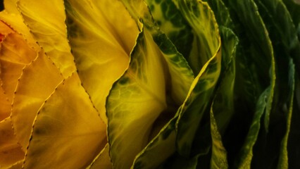 Abstract Macro of Yellow and Green Leaves with Natural Texture