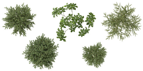 Collection of Aucuba,berberis plants on transparent background from the top view