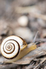 Extreme close-up of a snail shell with natural spiral pattern and earthy tones. Minimal background, shallow depth of field. Ideal for nature, slow life or design themed visuals.