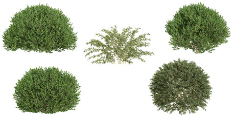 Collection of buxus,berberis plants on transparent background