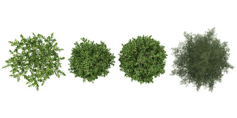 Collection of buxus,Cryptomeria plants on transparent background from the top view