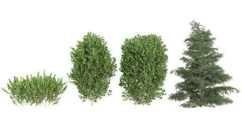 Collection of buxus,Cryptomeria plants on transparent background