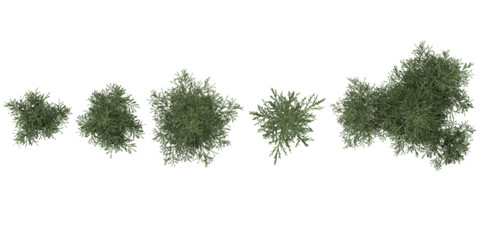 Collection of Euonymus,Cryptomeria plants on transparent background from the top view