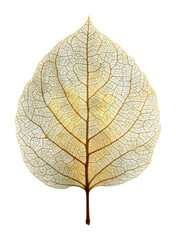 Obraz premium Delicate leaf structure forest floor botanical nature natural beauty isolated on transparent background