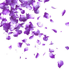 Falling purple petals nature floral aesthetics soft focus isolated on transparent background