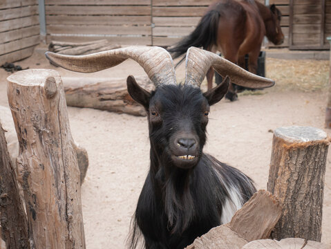 A black and white goat (Capra aegagrus hircus) with beautiful antlers poses, showing its lower teeth, behind a wooden log fence, presumably waiting for food