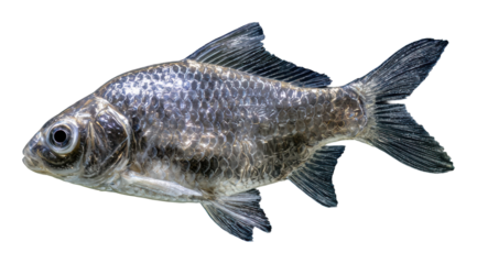 Swimming fish in clear water aquatic environment view isolated on transparent background