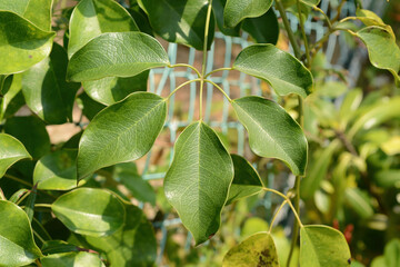 Stauntonia hexaphylla is an evergreen vine of the Lardizabalaceae family with palmate compound leaves, white spring flowers, and edible sweet fruits ripening in autumn. Photographed in Korea.