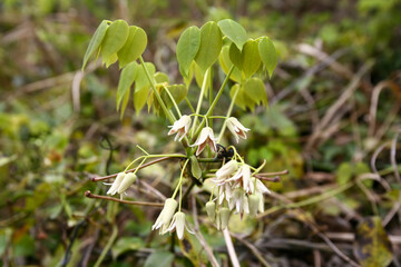 Stauntonia hexaphylla is an evergreen vine of the Lardizabalaceae family with palmate compound leaves, white spring flowers, and edible sweet fruits ripening in autumn. Photographed in Korea.
