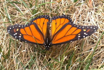 Monarch Butterfly