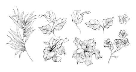 Vector illustration of a flower and leaves. Line art flowers and leaves illustration collection