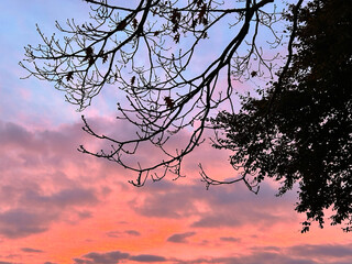 Tree branches against colorful sunrise sky with pink and blue clouds