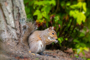 Eastern gray squirrel, known as the grey squirrel is native animal  to eastern North America