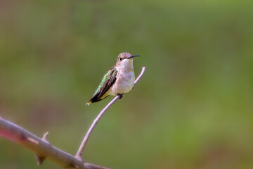 The Ruby-throated hummingbird (Archilochus colubris)