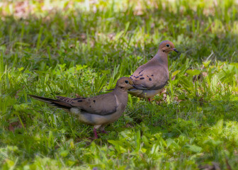 The mourning dove (Zenaida macroura) also known as the American mourning dove, the rain dove, and colloquially as the turtle dove, and was once known as the Carolina pigeon and Carolina turtledove
