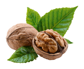 Harvesting fresh walnuts orchard food natural isolated on transparent background