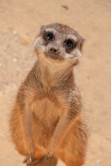 Obraz premium Un suricate au regard attendrissant