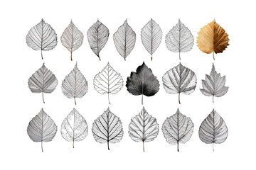 Fototapeta premium Array of monochrome botanical leaf studies arranged in rows with one golden autumn leaf standing out isolated on transparent background