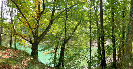 árboles en la ribera de un rio pantano paisaje otoñal otoño país vasco legazpi IMG_2962-as25