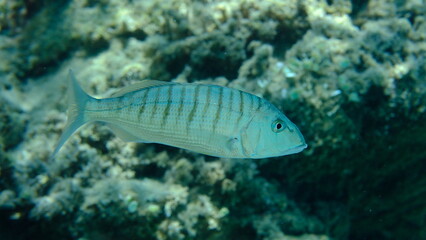 Sand steenbras or striped seabream (Lithognathus mormyrus) undersea, Aegean Sea, Greece, Halkidiki, Pirgos beach