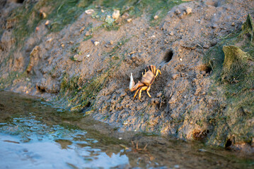 Fiddler crab in its natural sandy environment