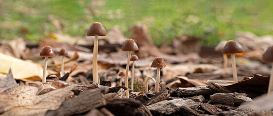 Magic mushrooms among moss and fairytale shadows