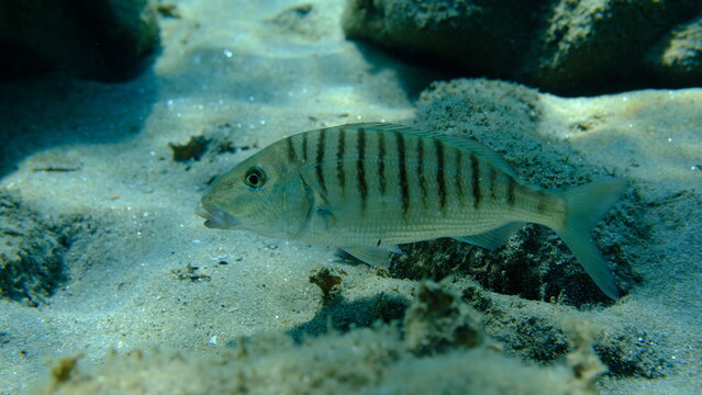 Sand steenbras or striped seabream (Lithognathus mormyrus) undersea, Aegean Sea, Greece, Halkidiki, Pirgos beach