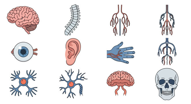 Human Anatomy Illustration: Brain, Spine, Eye, Ear, Hand, Nerves, Neuron, Skull