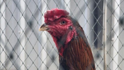 A Thai fighting rooster with a red comb, rough skin, and glossy brown feathers standing in a chicken coop, showing the distinctive features of native Thai game fowl. Close-up of a chicken's face. © Kawee