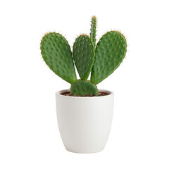 Opuntia cactus plant in a white pot isolated on transparent background