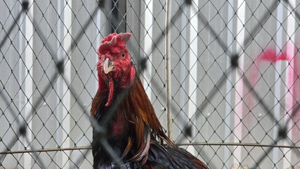 A Thai fighting rooster with a red comb, rough skin, and glossy brown feathers standing in a chicken coop, showing the distinctive features of native Thai game fowl. Close-up of a chicken's face. © Kawee