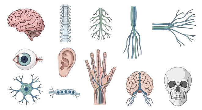Anatomical Illustration of Human Body Parts: Brain, Spine, Eye, Ear, Hand, Nerves, Neuron, Skull