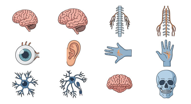 Human Anatomy Illustration: Brain, Spine, Eye, Ear, Hand, Neuron, and Skull