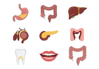 Human Internal Organs: Anatomical Illustration of Digestive System Components