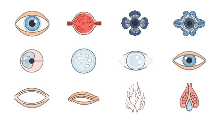 Eye Anatomy and Related Structures: Vector Illustration Set