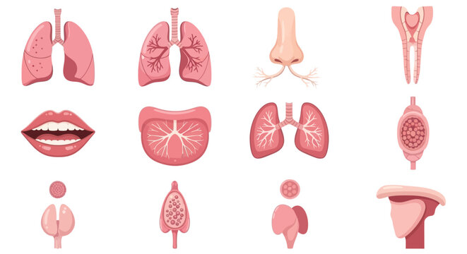 Human Anatomy: Illustration of Respiratory System, Mouth, Tongue, Nose, Tooth, and Glands