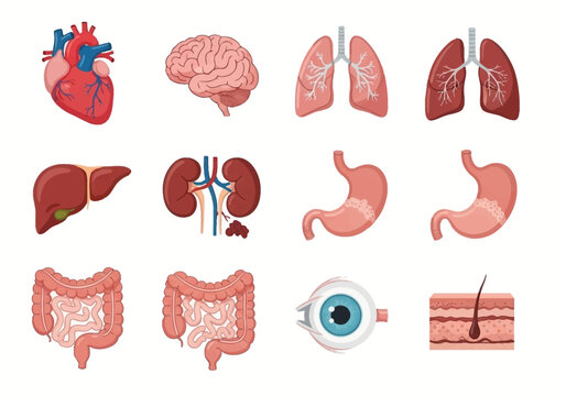Human Internal Organs Illustration: Heart, Brain, Lungs, Liver, Kidneys, Stomach, Intestines, Eye, and Skin