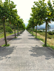 Camino de paseo con arboles a los lados