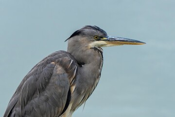 great blue heron