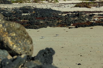 Two Sanderlings Calidris alba Walking on the Beach Sand in Fuerteventura, Canary Islands