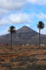 Two Palm Trees with Desert Mountain Background in Fuerteventura, Canary Islands