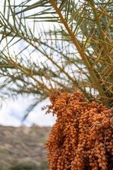palm tree in the desert